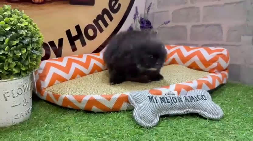 Pomerania perros en venta: CAMADA POMERANIA - Video 5