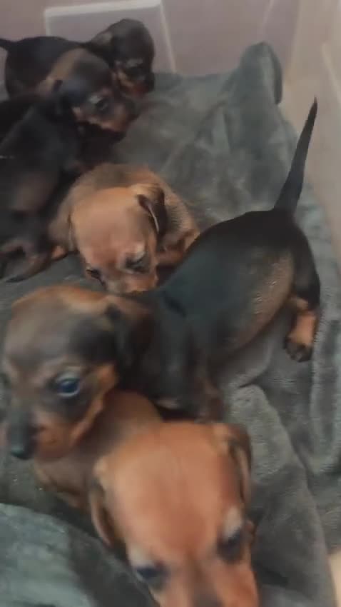 Teckel Miniatura perros en adopcion: Precisos teckel - Video 1