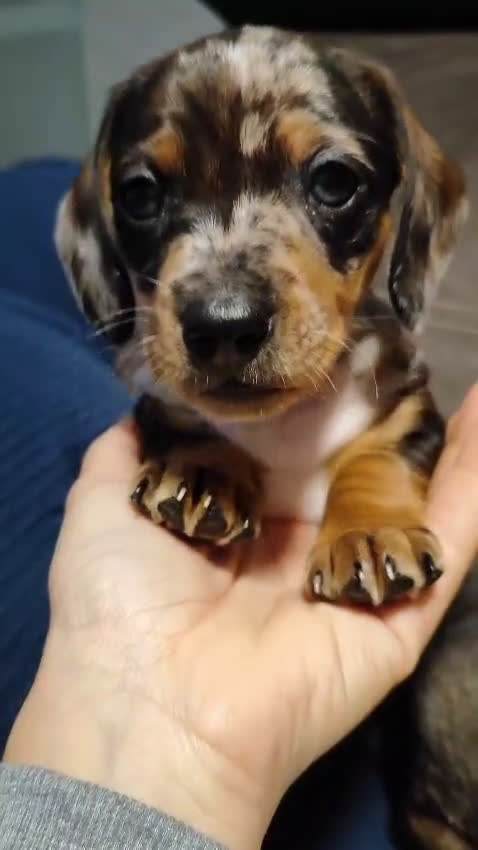 Teckel perros en venta: Teckel kanichen  - Video 1