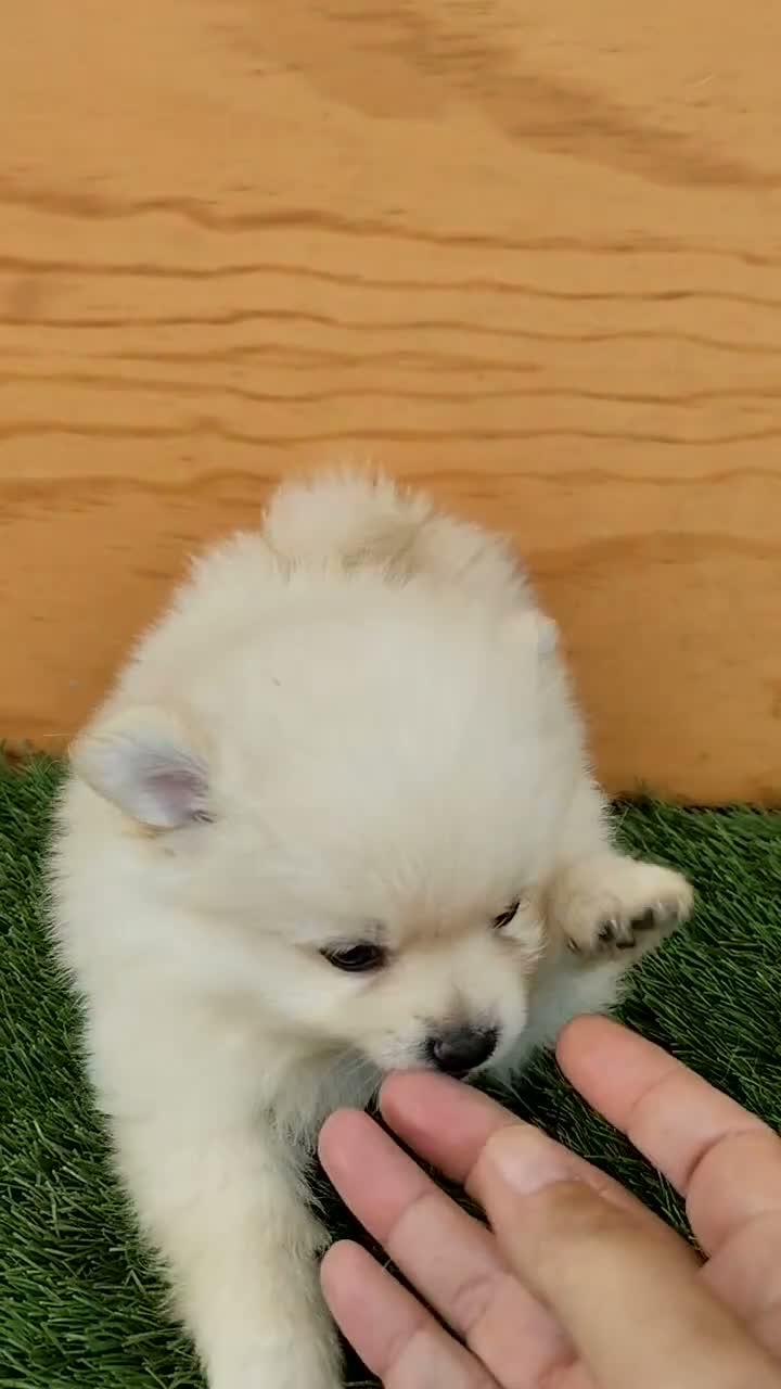 Spitz pequeño - Kleinspitz perros en venta: Spitz pequeño  - Video 1