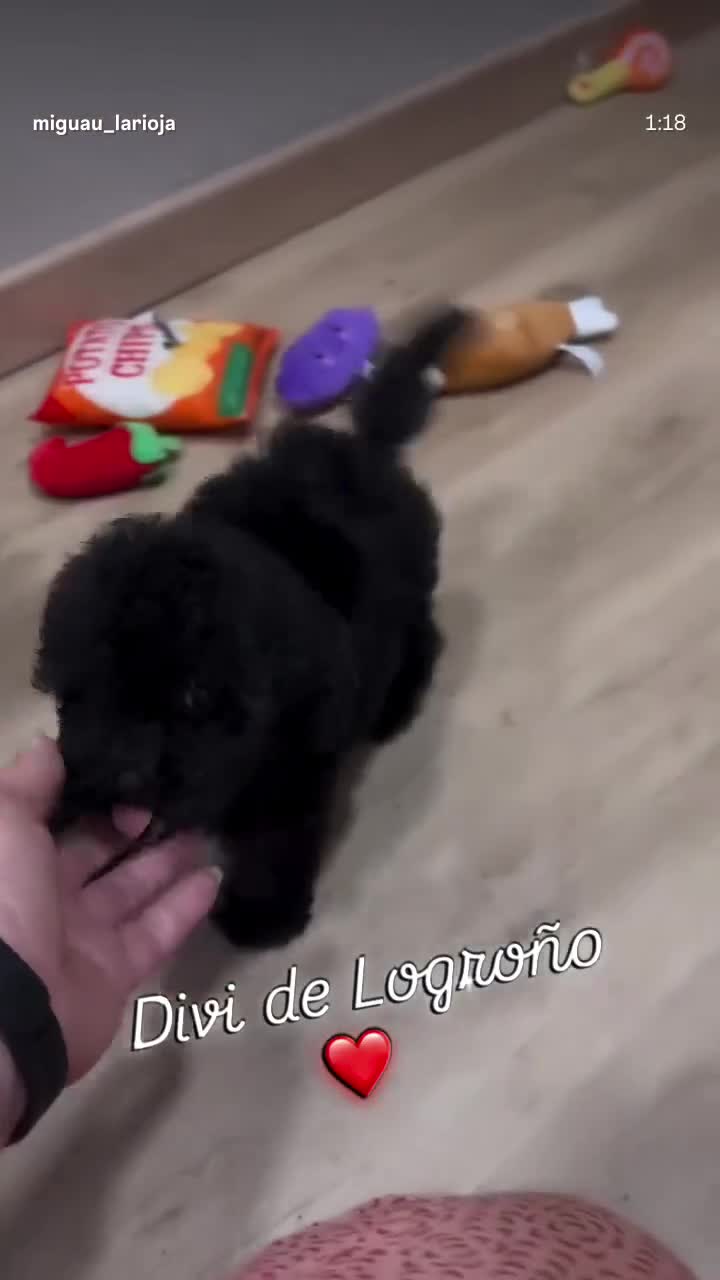 Caniche Toy perros en venta: Preciosa Caniche Toy Negra  - Video 2