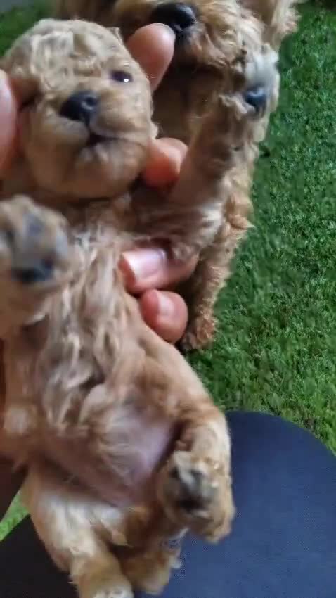 Caniche Toy perros en venta: Última Caniche Toy Apricot hembra - Video 2