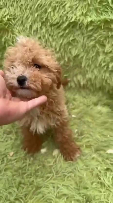 Maltipoo perros en venta: Maltipoo Toy Apricot  - Video 1