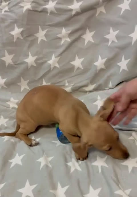 Teckel Miniatura perros en venta: Teckel mini - Video 1