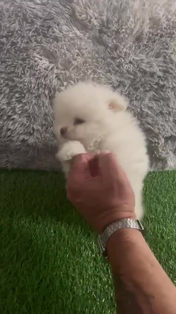 Pomerania perros en venta: POMERANIA TOY BLANCO PERLA - Video 1