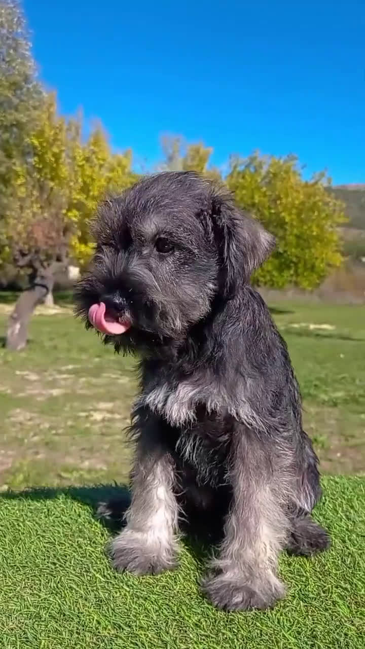 Schnauzer Miniatura perros en venta: Schnauzer mini sal y pimienta  - Video 4
