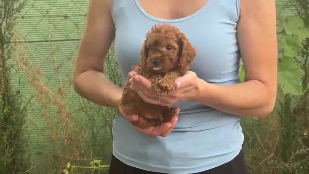 Caniche Enano perros en venta: Caniches enanos - Video 2