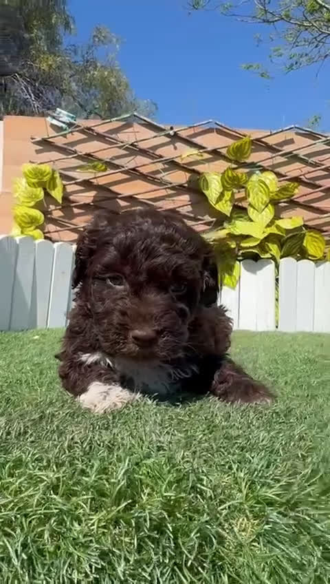 Perro de Agua Español perros en venta: PERRO DE AGUA  - Video 1