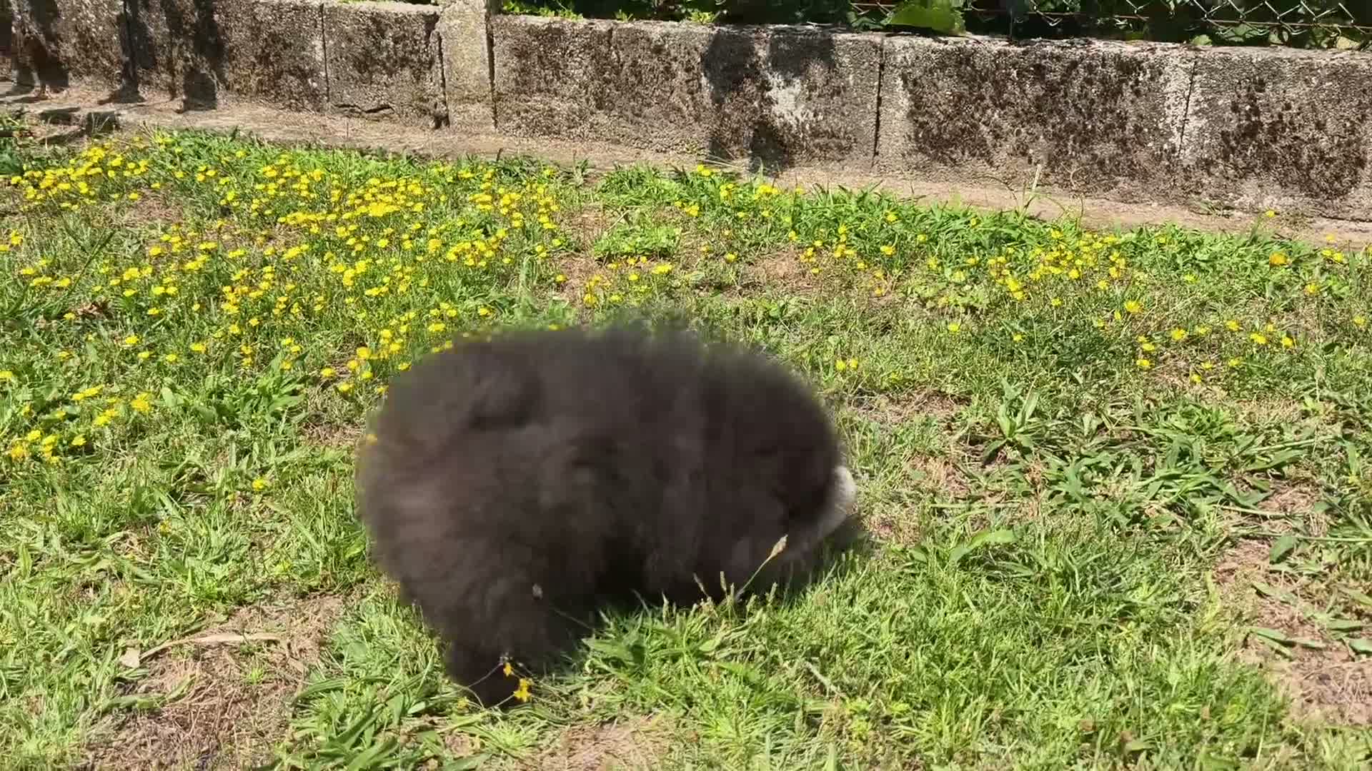 Pomerania perros en venta: Pomerania super toy - Video 1