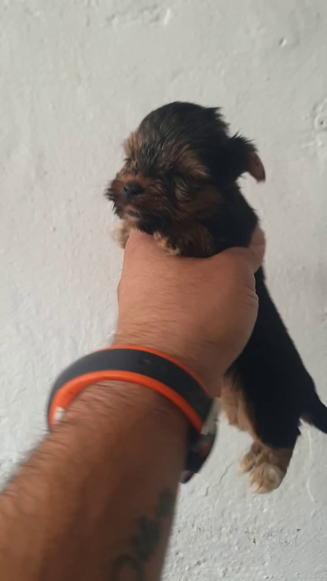 Biewer Yorkshire Terrier a la Pom Pon perros en venta: Biewer y golden con pedigree - Video 1