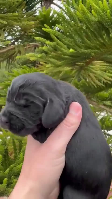 Cocker Spaniel Inglés perros en venta: Preciosos cachorros de cocker  - Video 2