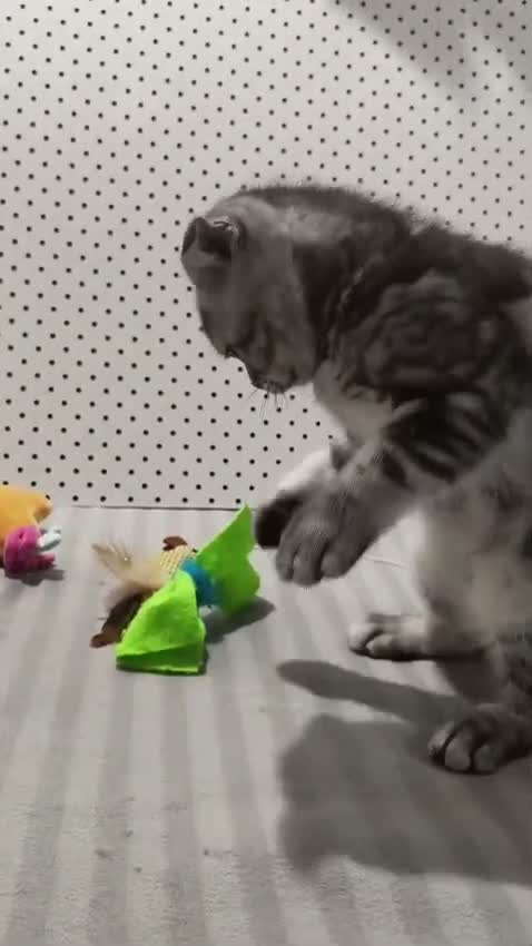 Scottish Fold gatos en venta: SCOTTISH FOLD gatito Se vende - Video 1