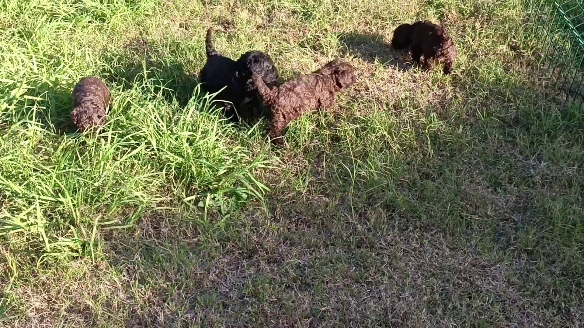 Perro de Agua Español perros en venta: Camada perro de agua español  - Video 2