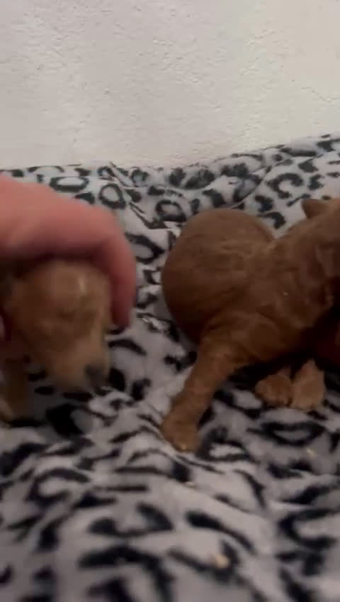 Caniche Toy perros en venta: Caniches toys - Video 2