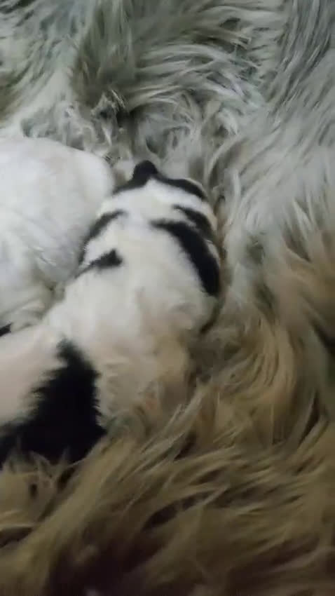 Cocker Spaniel Americano perros en venta: Cocker Americano Top - Video 2