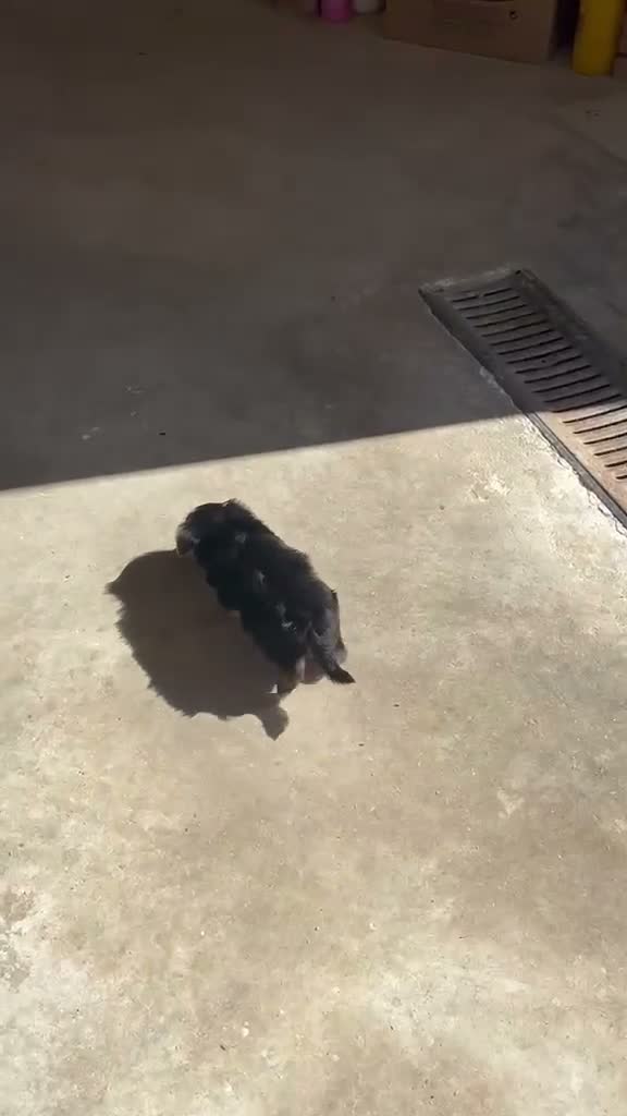Yorkshire Terrier perros en venta: YORKSHIRE - Video 1
