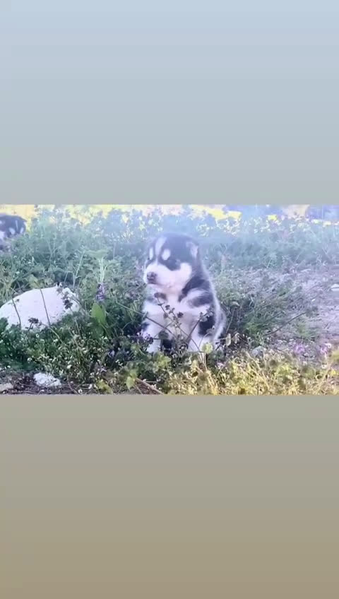 Husky Siberiano perros en venta: Husky Siberiano  - Video 1
