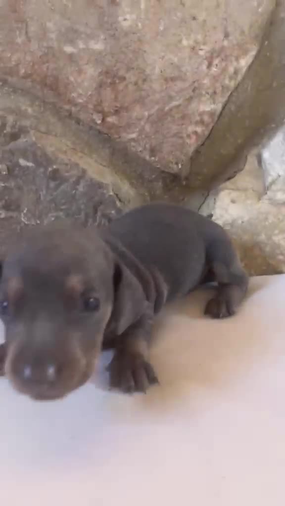 Teckel perros en venta: Teckel  - Video 1