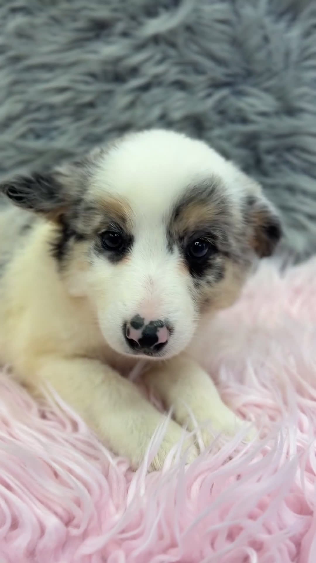 Border Collie perros en venta: Border collie Merle  - Video 1