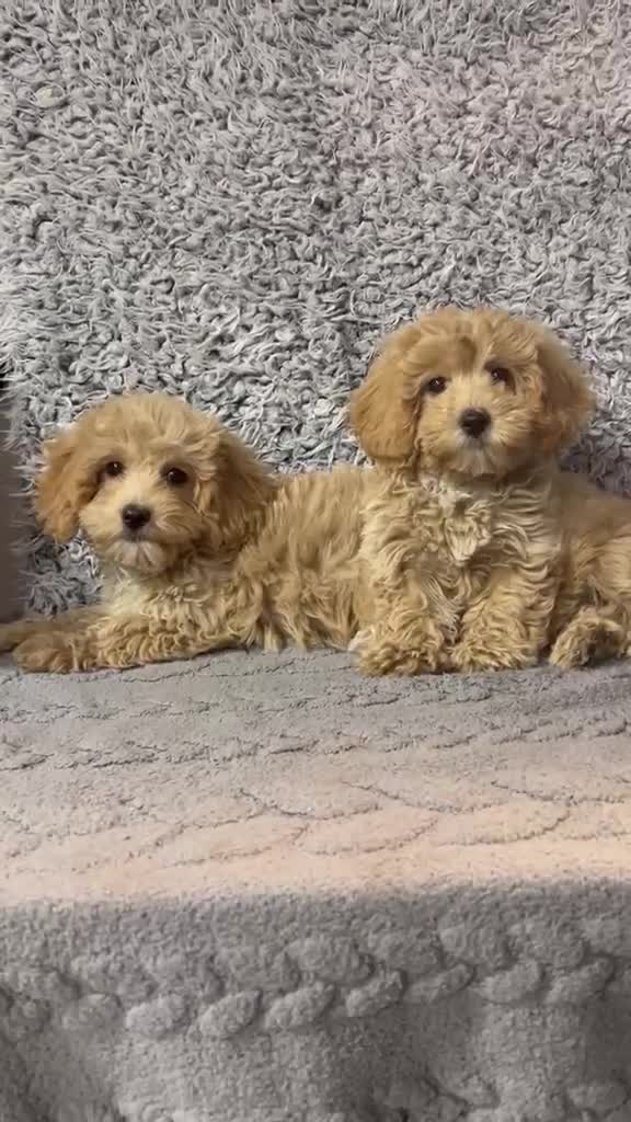 Maltipoo perros en venta: Maltipoo hembras apricot  - Video 2