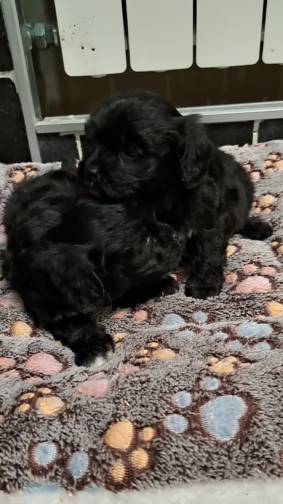Cavapoo perros en venta: Cavapoo Toy - Video 3
