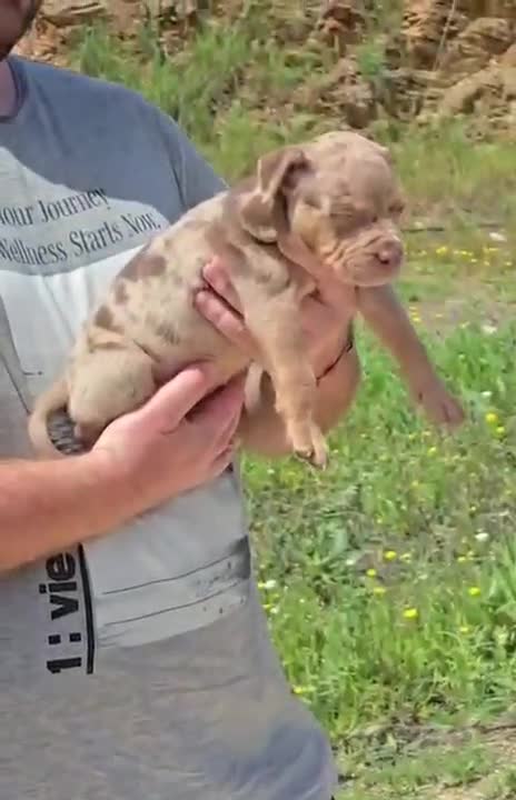 American Bully perros en venta: American Bully - Video 4