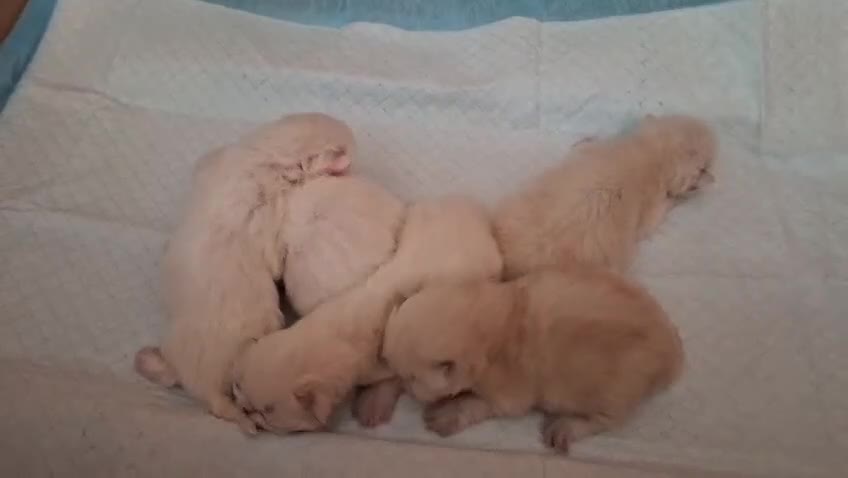 Persa gatos en venta: Persas mallorca - Video 1