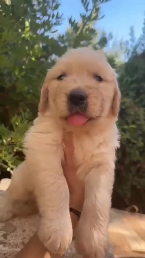 Golden Retriever perros en venta:  golden detriever  - Video 1