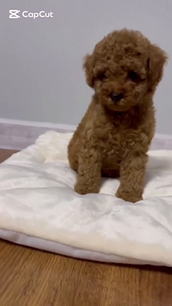 Caniche Toy perros en venta: MACHO ASIATICO 100% - Video 1