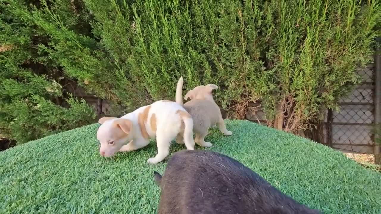 Chihuahua perros en venta: Chihuahuas mini  - Video 2