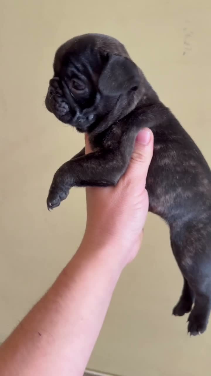 Bulldog Francés perros en venta: Bulldog frances - Video 3