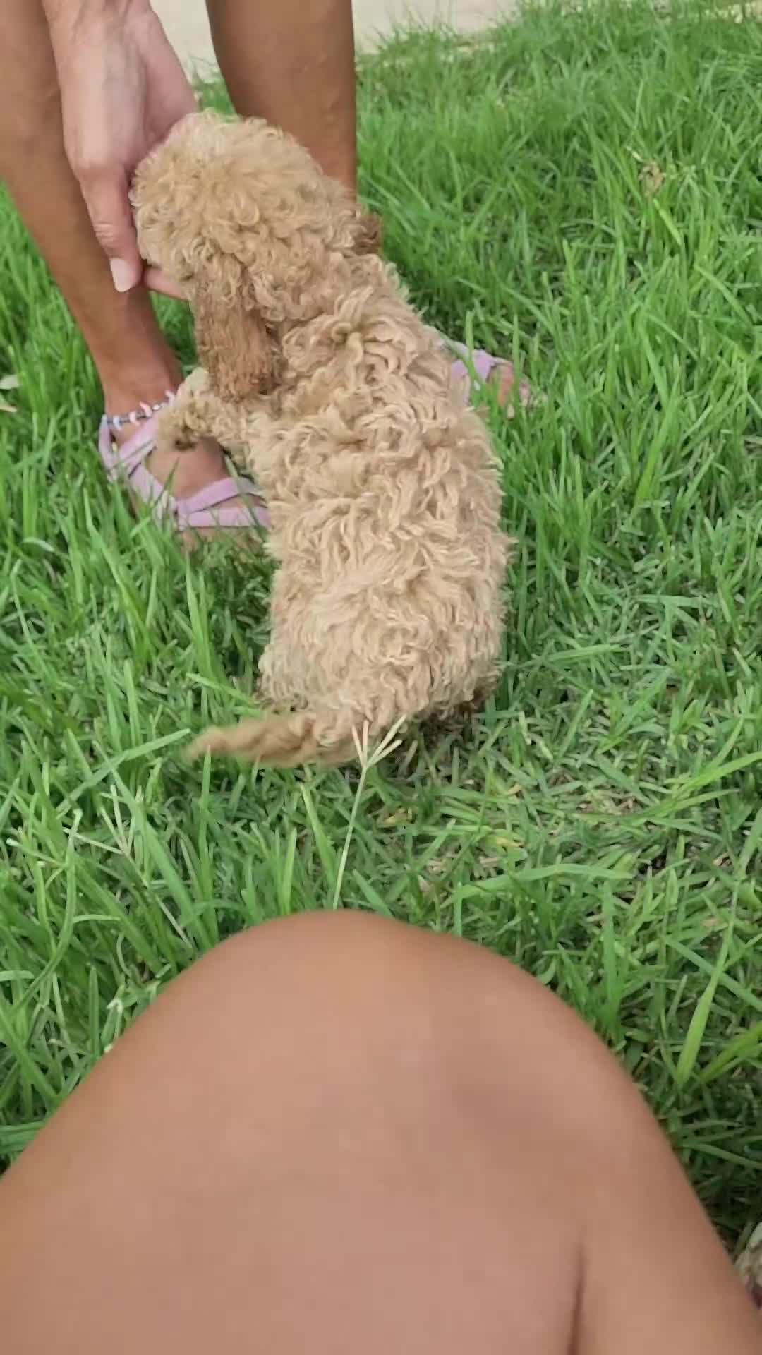 Caniche Toy perros en venta: Caniche toy precio real - Video 3