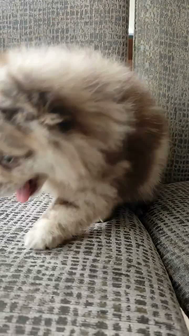 Spitz pequeño - Kleinspitz perros en venta: Spitz pequeño  - Video 2