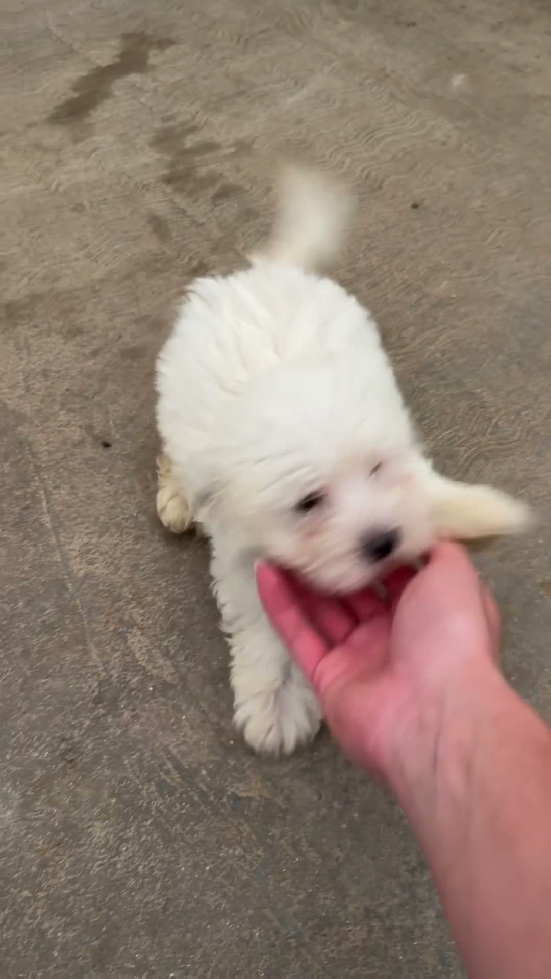 Bichón Maltés perros en venta: CACHORROS DE BICHON MALTÉS TOY - Video 1