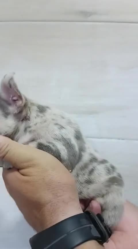 Bulldog Francés perros en venta: Macho y hembra de bulldog francés exóticos  - Video 2