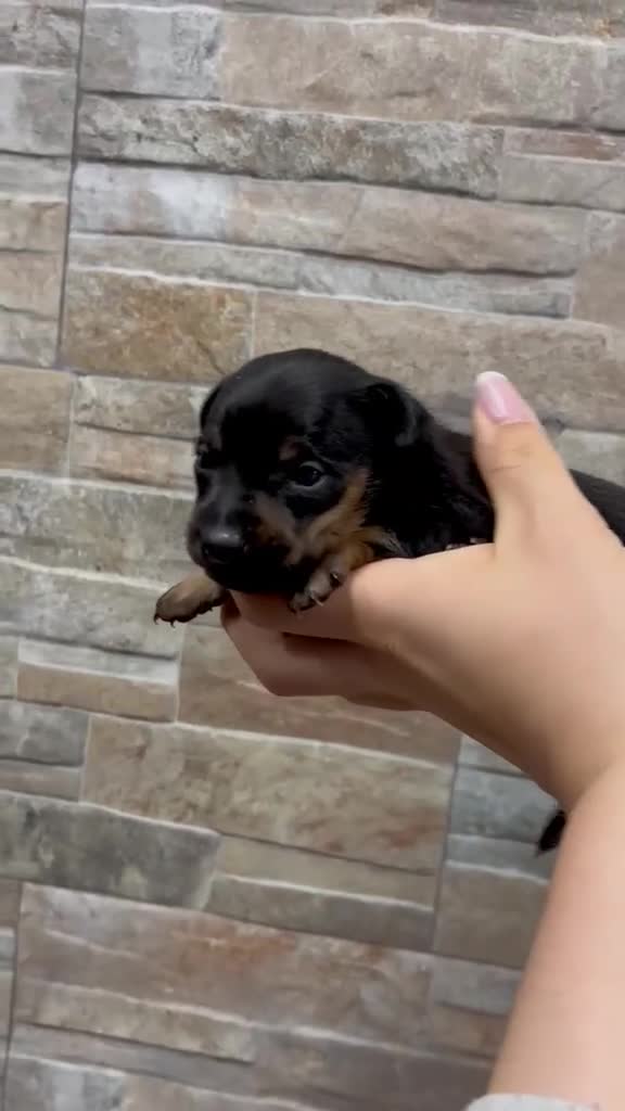 Ratón de Praga perros en venta: Raton de Praga - Video 4