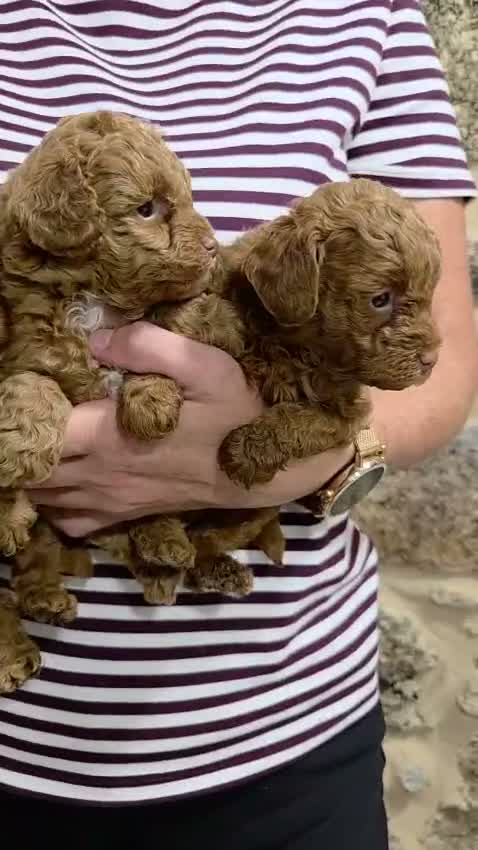Caniche Toy perros en venta: Caniche Toy  - Video 1