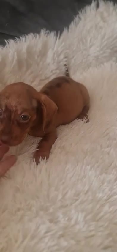 Teckel perros en venta: TECKEL  - Video 1