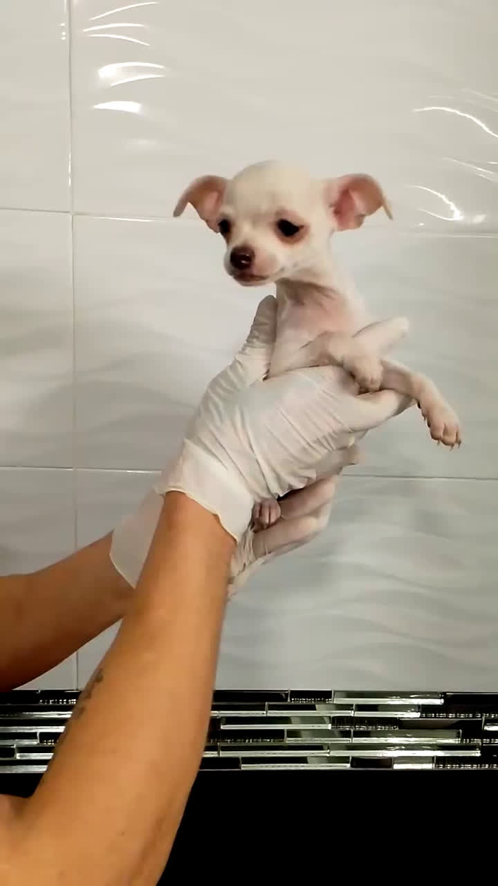 Chihuahua perros en venta: Chihuahua mini  - Video 2