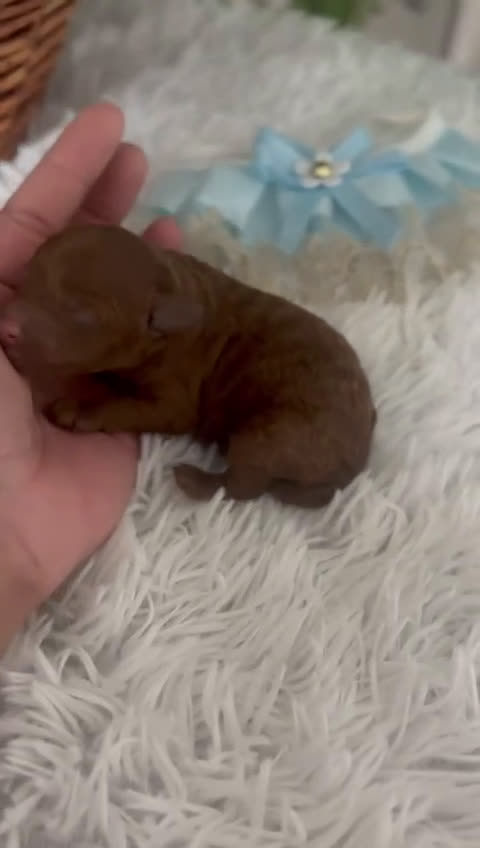 Caniche Toy perros en venta: Caniche rojo - Video 1