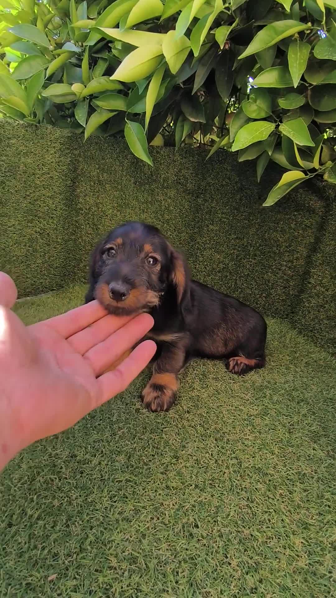 Teckel perros en venta: teckel pelo basto corto macho  - Video 1