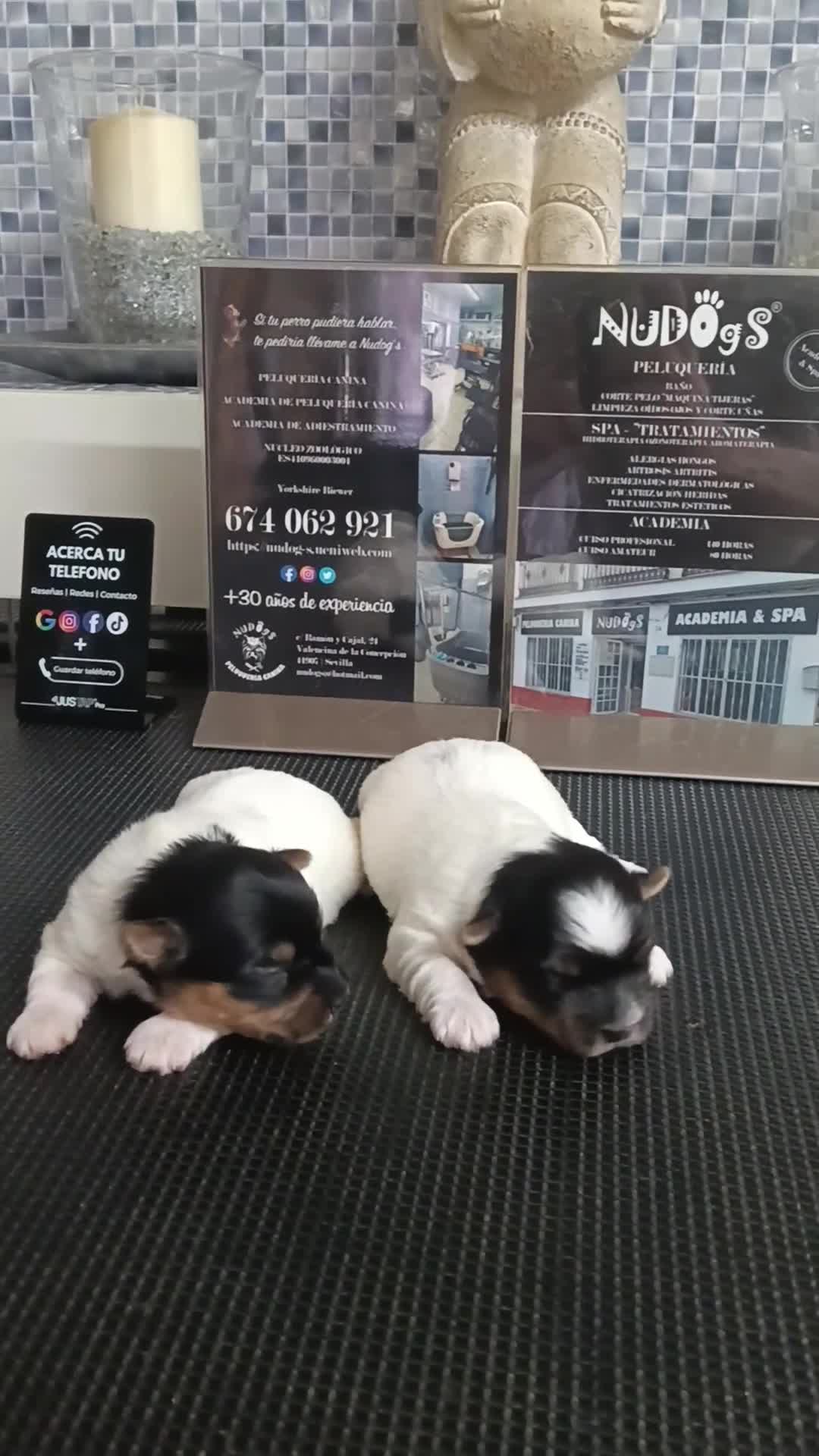 Biewer Yorkshire Terrier a la Pom Pon perros en venta: Hembras biewers pedigree opcional.  - Video 4