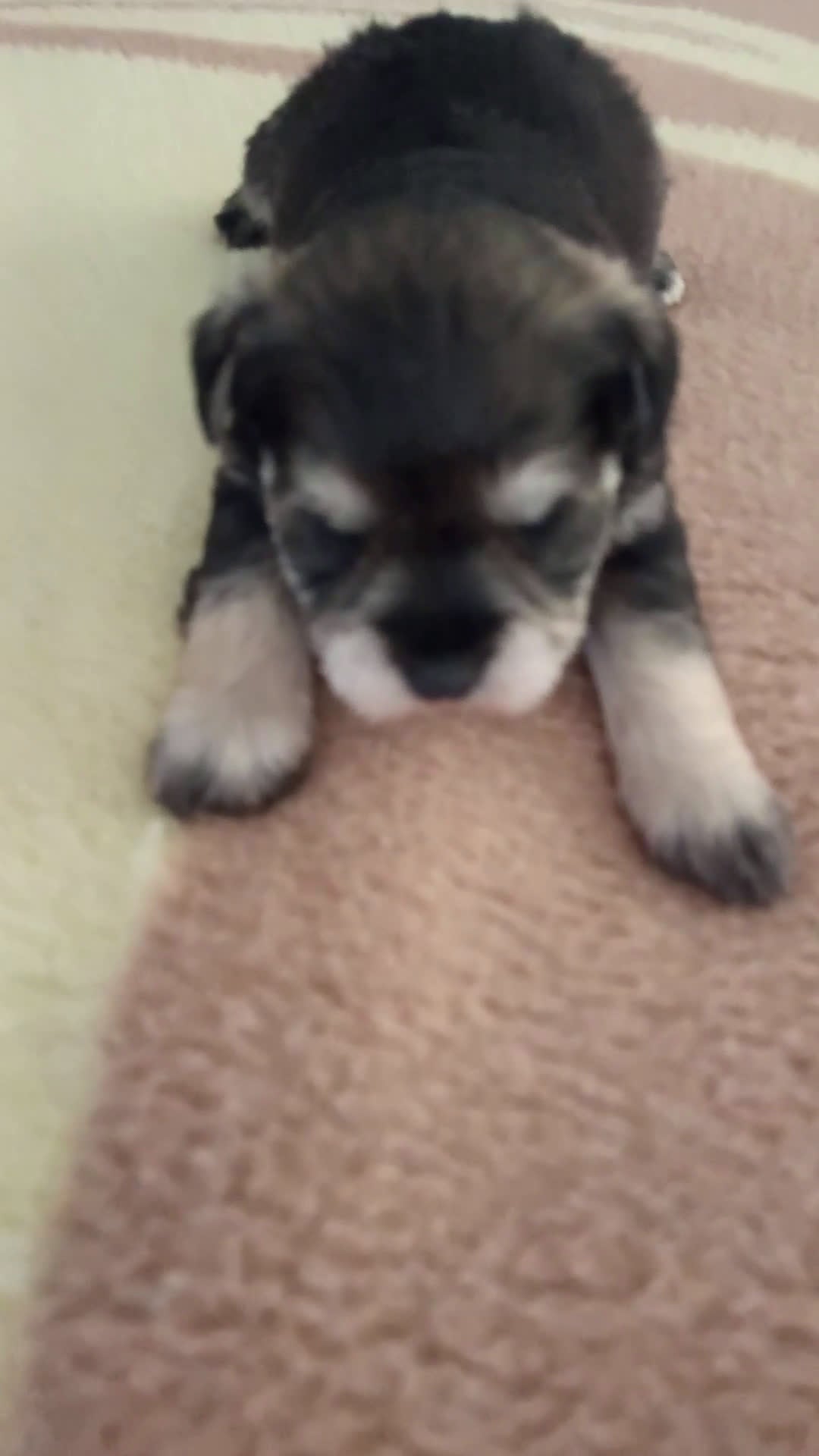 Schnauzer Miniatura perros en venta: Schnauzer mini sal y pimienta  - Video 1