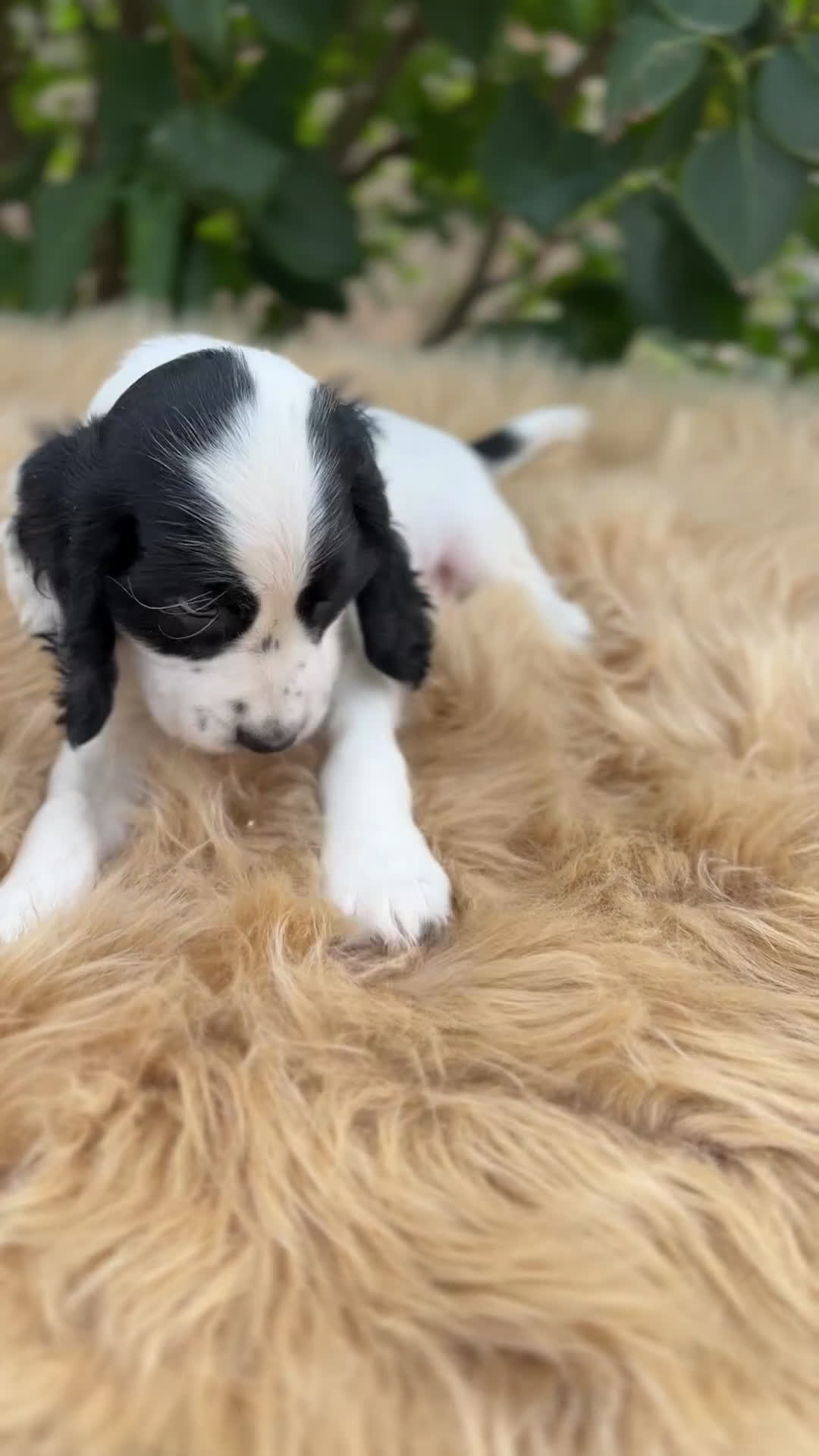 Cocker Spaniel Inglés perros en venta: Cocker ruano  - Video 1
