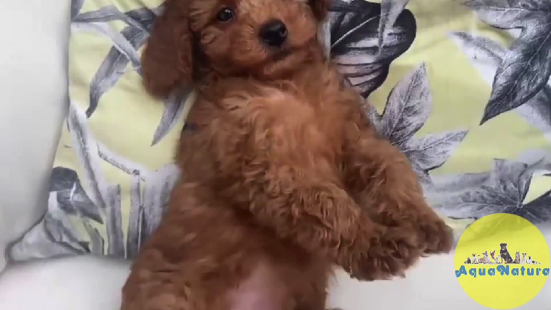 Caniche Enano perros en venta: Caniche Macho 7350 de Camila - AQUANATURA en Barcelona - Video 1