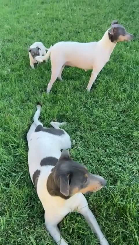 Ratonero Bodeguero Andaluz perros en venta: Bodeguero andaluz blue - Video 1