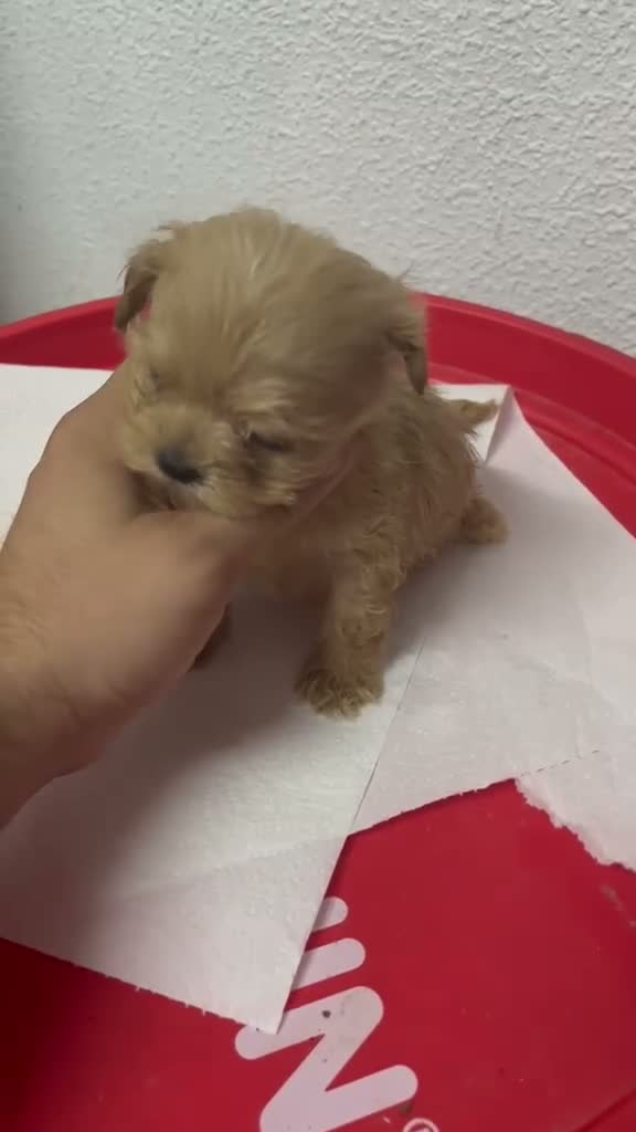 Maltipoo perros en venta: MALTIPOO TEA CUP ASIÁTICA  - Video 1