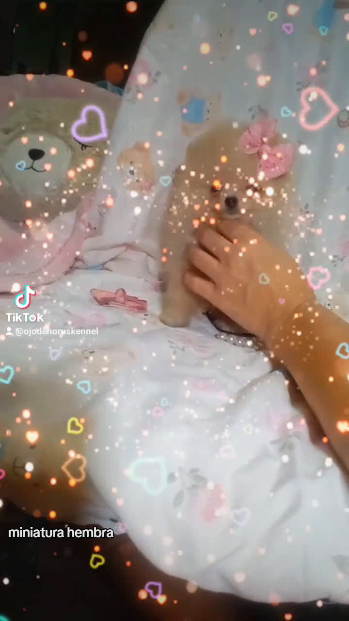 Pomerania perros en venta: Preciosos pomeranias americanos boo  - Video 1