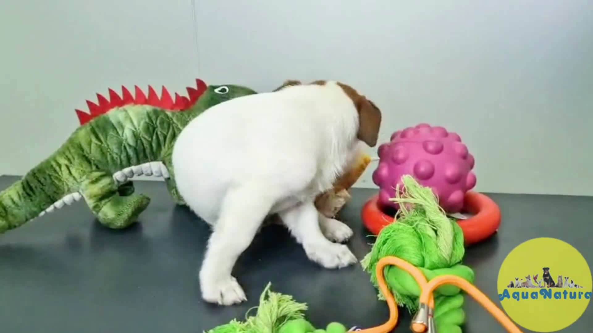 Jack Russell Terrier perros en venta: Jack Russel Hembra JMU 7728 AQUANATURA - Video 1