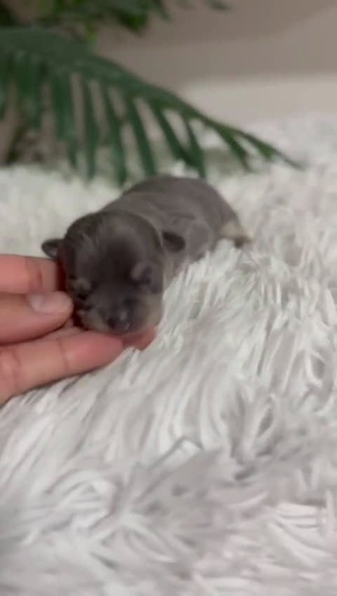 Chihuahua perros en venta: Chihuahua Blue hembra - Video 1